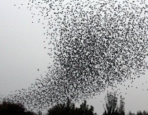 El vuelo en formación de los pájaros no solo garantiza la supervivencia, sino que también es una exhibición natural de estrategia, inteligencia y belleza. NTX / ARCHIVO