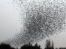 El vuelo en formación de los pájaros no solo garantiza la supervivencia, sino que también es una exhibición natural de estrategia, inteligencia y belleza. NTX / ARCHIVO