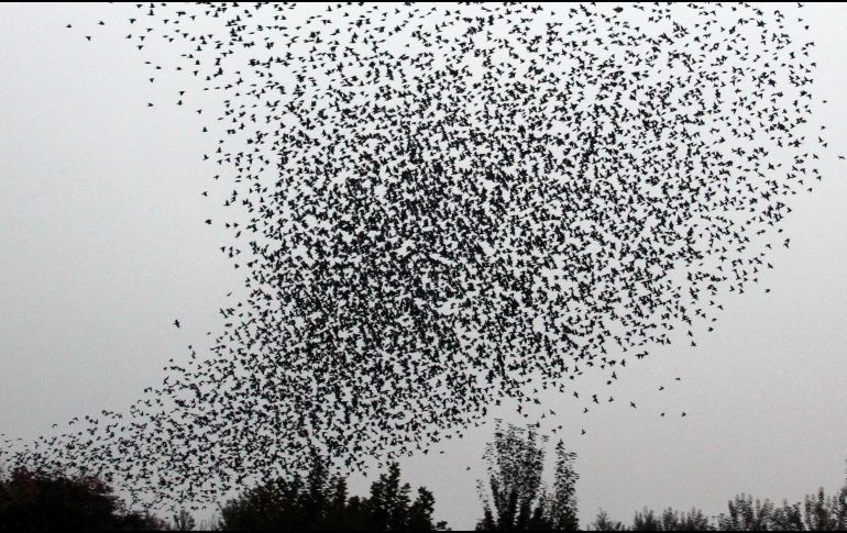 El vuelo en formación de los pájaros no solo garantiza la supervivencia, sino que también es una exhibición natural de estrategia, inteligencia y belleza. NTX / ARCHIVO