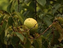 Es un árbol que prospera en climas tropicales y subtropicales, resistente a la sequía y con adaptabilidad de crecimiento en suelos arenosos. UNSPLASH / F. FRIGENI