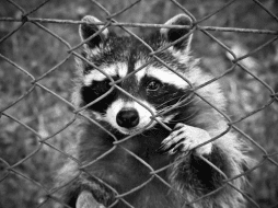 El mapache no es considerado como un animal doméstico. PEXELS