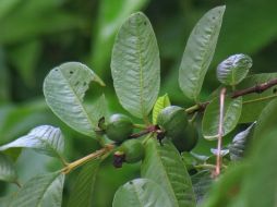 De acuerdo con la revista médica Journal of Ethnopharmacology, en las hojas del árbol de guayaba se pueden encontrar compuestos activos de carotenoides, polifenoles y flavonoides. Foto de Jay Prajapati en Unsplash