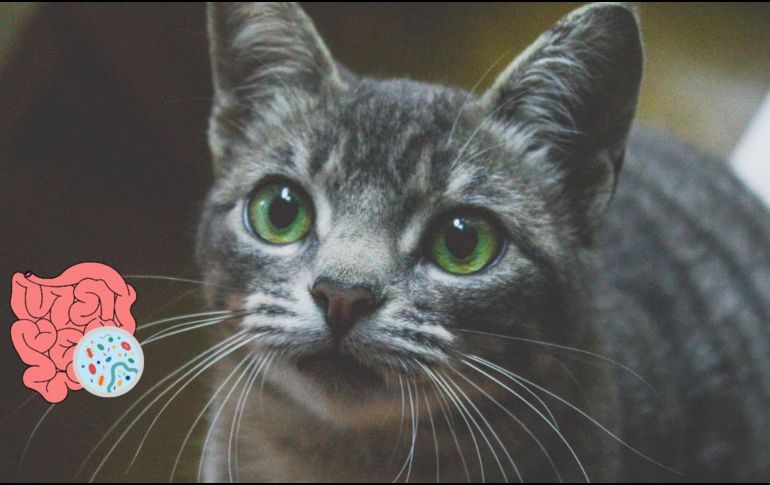 Es fundamental consultar con un veterinario antes de administrar cualquier medicamento. UNSPLASH / I. FERREIRA