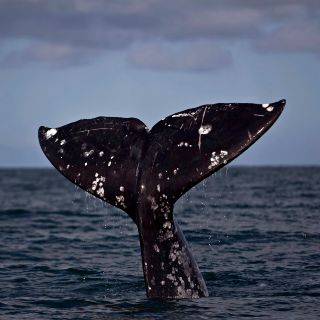 Playas de México baratas donde puedes ver ballenas en invierno