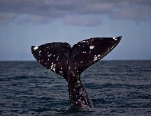 Diciembre es el mes en el que comienzan a darse avistamientos de ballenas cuando estas llegan a las costas el Pacífico Mexicano. EFE / ARCHIVO