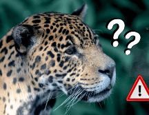 La conservación del jaguar latinoamericano podría costar millones de dólares al año, en diferentes países. EFE/ F. Bizerra