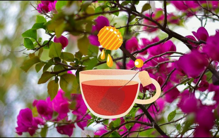 Esta flor, ayuda en el tratamiento de ciertas afecciones. UNSPLASH / N. SINGH