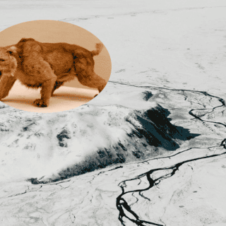 Descubren una cría de tigre dientes de sable en Siberia