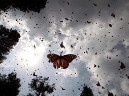 Comprender estos cambios es vital para proteger a las especies y preservar los ecosistemas. NTX / ARCHIVO