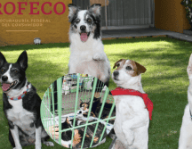 Deja a tus mascotas seguras en una pensión. SUN / ARCHIVO