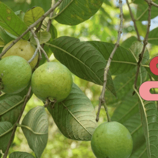 ¿Cómo comer la guayaba para el estreñimiento?