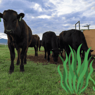 Alimentar a las vacas de pasto con algas marinas disminuye sus emisiones a casi la mitad