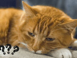 Los gatos naranjas destacan por su vibrante color. Pexels