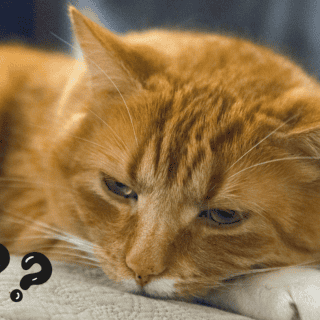 ¿Por qué algunos gatos son de color naranja?