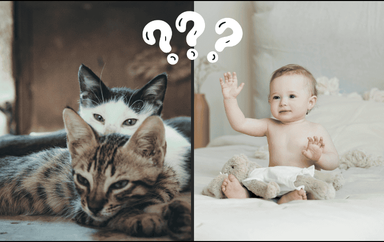 Los gatos pueden aprender a asociar palabras con imágenes y objetos. Pexels