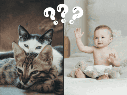 Los gatos pueden aprender a asociar palabras con imágenes y objetos. Pexels