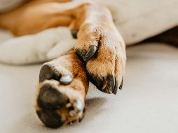 Las almohadillas de los perros son una zona muy sensible. UNSPLASH / R. SCHMANK