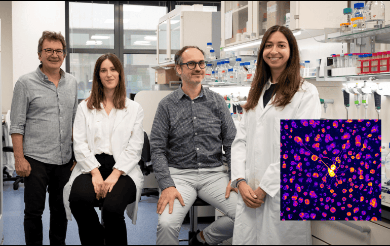 Cerca del 20 por ciento de los casos de autismo están relacionados a una mutación genética específica pero el origen del 80 por ciento restante, conocido como autismo idiopático, continúa siendo un misterio para los científicos. EFE/ Irb Barcelona/ ESPECIAL