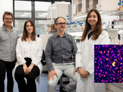 Cerca del 20 por ciento de los casos de autismo están relacionados a una mutación genética específica pero el origen del 80 por ciento restante, conocido como autismo idiopático, continúa siendo un misterio para los científicos. EFE/ Irb Barcelona/ ESPECIAL