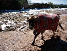 La época de frentes fríos en México va de septiembre a mayo, aunque puede ocurrir poco antes o extenderse más. EL INFORMADOR / ARCHIVO