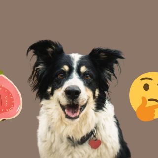 ¿Qué pasa si le doy guayaba a mi perro?