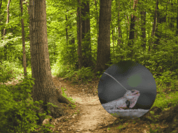 Este camaleón se encuentra en peligro debido a la deforestación causada por prácticas agrícolas e incendios. Pixabay