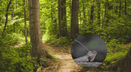 Este camaleón se encuentra en peligro debido a la deforestación causada por prácticas agrícolas e incendios. Pixabay