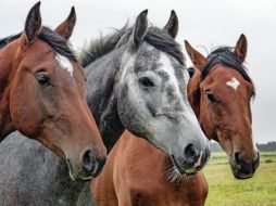 Además de su nombre, garantizar el bienestar del caballo es fundamental. Pixabay.