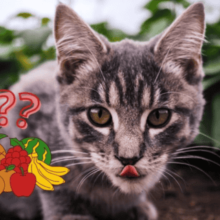 Estas son las frutas que SÍ pueden consumir los gatos