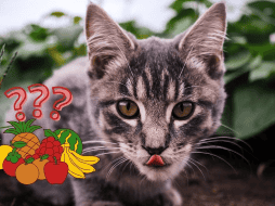 Se les debe de dar porciones pequeñas. UNSPLASH / C. CRUTTENDEN