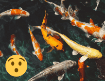 El proceso de eclosión es un momento crucial para todas las especies que ponen huevos. Pixabay