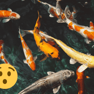 Descubren que los peces son capaces de elegir su propio 'cumpleaños'