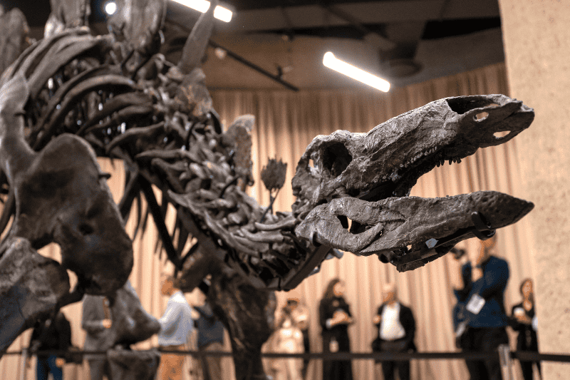 Apex es un fósil de dinosaurio de 150 millones de años. EFE / Ángel Colmenares