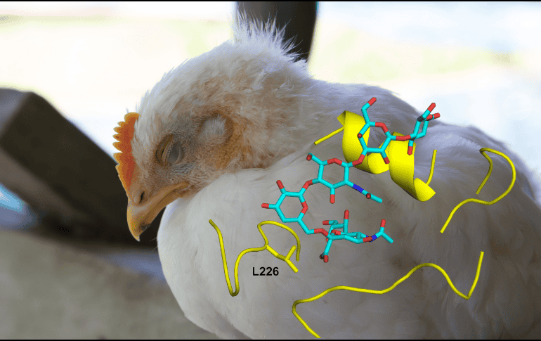 El virus de la gripe usa una proteína que se une a unos receptores que hay en la superficie de las células del huésped y que se denominan receptores de glicanos. EFE/ Investigación Scripps/ ESPECIAL /CANVA