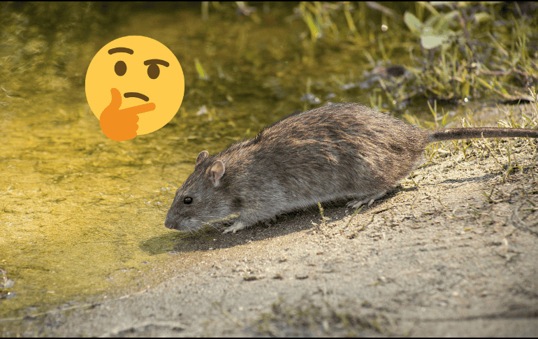 Los ratones son considerados como una plaga. Pexels