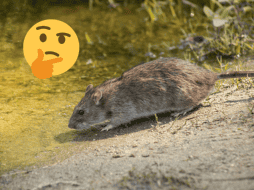 Los ratones son considerados como una plaga. Pexels