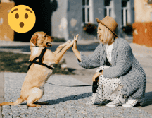 La frase “el perro es el mejor amigo del hombre” se usa para describir la estrecha relación entre los perros y los humanos. Pixabay