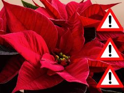 La flor de Nochebuena es, sin duda, una de las plantas más bellas y representativas de la Navidad, pero su toxicidad, aunque leve en la mayoría de los casos, debe ser tomada en cuenta, especialmente si hay niños pequeños o mascotas en casa.  CANVA