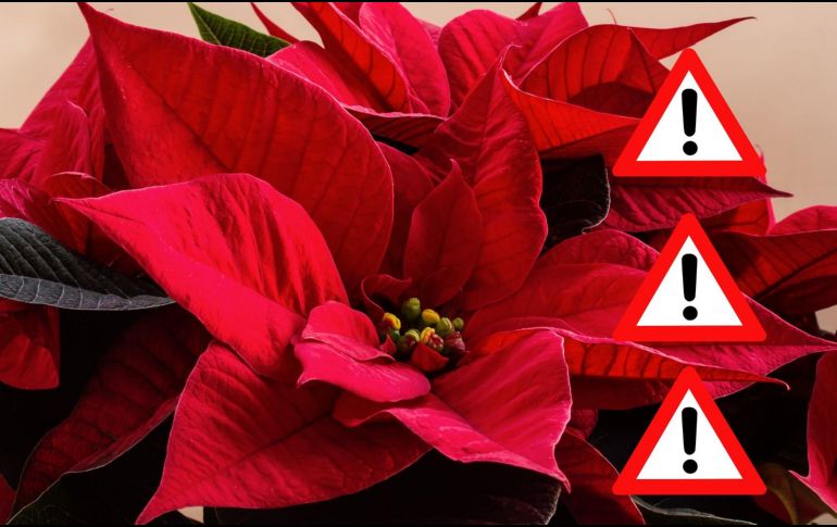 La flor de Nochebuena es, sin duda, una de las plantas más bellas y representativas de la Navidad, pero su toxicidad, aunque leve en la mayoría de los casos, debe ser tomada en cuenta, especialmente si hay niños pequeños o mascotas en casa.  CANVA