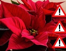 La flor de Nochebuena es, sin duda, una de las plantas más bellas y representativas de la Navidad, pero su toxicidad, aunque leve en la mayoría de los casos, debe ser tomada en cuenta, especialmente si hay niños pequeños o mascotas en casa.  CANVA