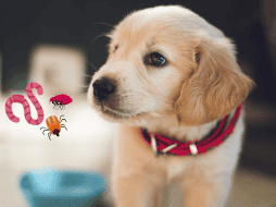 Las enfermedades que transmiten los parásitos de los animales pueden ser contagiosas para los humanos. UNSPLASH / B. GUMUSTEKIN