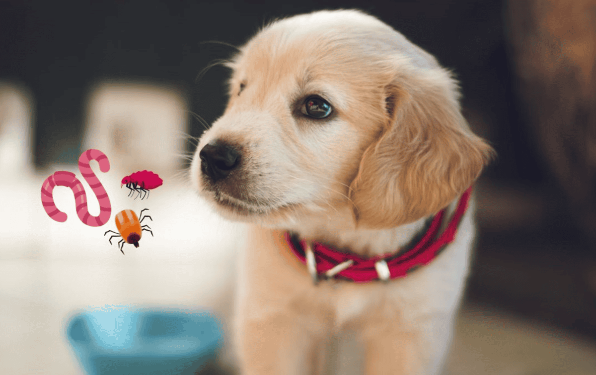 cuanto tardan en desparasitar a los cachorros