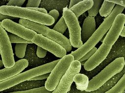 Se mantienen los procesos de evaluación para establecer si las muertes fueron ocasionadas por la bacteria Klebsiella oxytoca. ESPECIAL/ Imagen de Gerd Altmann en Pixabay