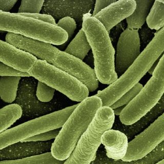 Tras brote de bacteria, Sheinbaum anuncia suspensión de empresa de alimentos