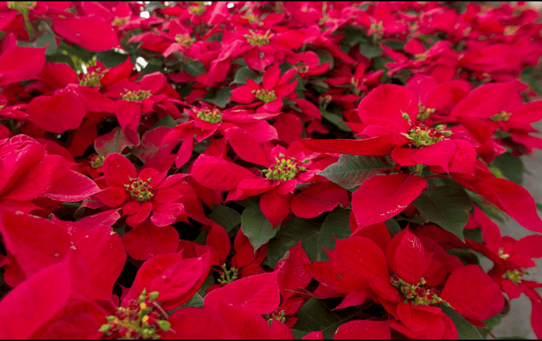 México celebra el Día Nacional de la Nochebuena, flor mexicana que se expandió por el mundo para la navidad. NOTIMEX/H. BORGES