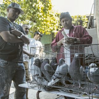 Itzul Barrera impulsará Ley vicaria y defensa de animales en Congreso