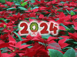 La producción calculada de nochebuena en maceta en la entidad para 2024 es de seis millones de plantas. EL INFORMADOR / ARCHIVO