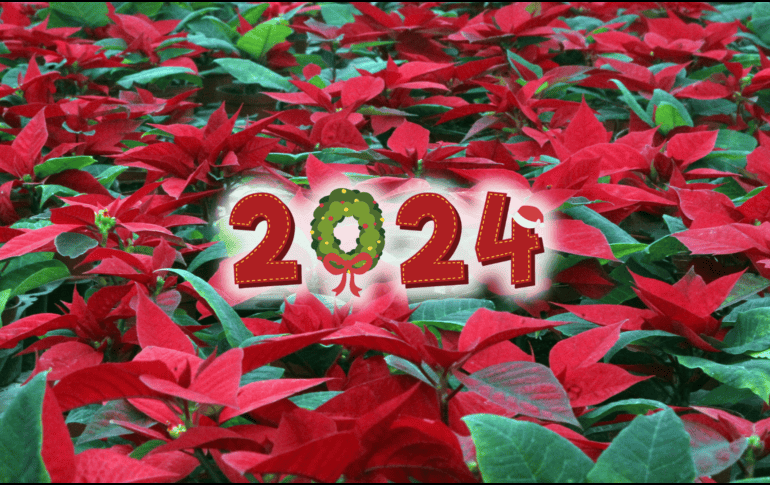 La producción calculada de nochebuena en maceta en la entidad para 2024 es de seis millones de plantas. EL INFORMADOR / ARCHIVO