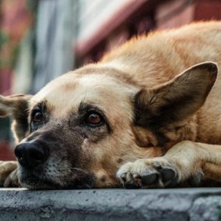 Cómo detectar y tratar la pancreatitis en perros