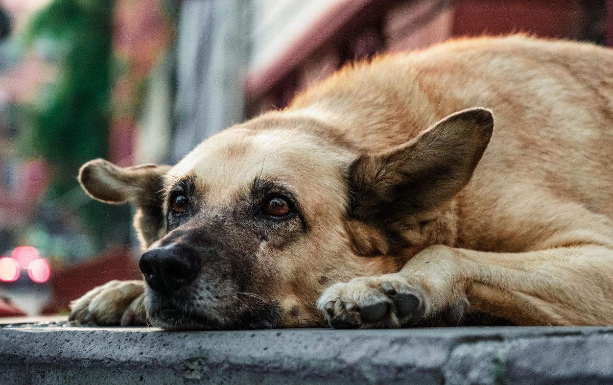 la pancreatitis es curable en perros